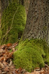 Wall Mural - A vertical shot of a mossy tree with brown leaves on the ground