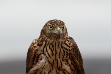 Sticker - Closeup of a Northern goshawk on a blurred background