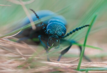 Poster - Close up of a black oil beetle (Meloe proscarabaeus) perched on a patch of grass