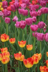 Wall Mural - closeup shot of a bright, colorful field of suncatcher tulips and purple tulips
