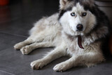 Fototapeta Psy - Alaskan Malamute, close-up portrait, selective focus. Cute fury dog at home. Happy pet concept. 