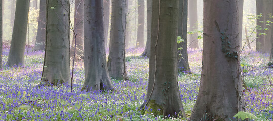 Canvas Print - Close-up of a trunk tree, Hallerbos