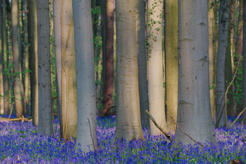 Poster - Close-up of a trunk tree, Hallerbos