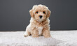 © KDdesignphoto - Cute Maltipoo puppy is resting in a modern interior. Beloved pet in the natural atmosphere of a beautiful home.