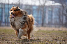 Sheltie Dog Running In The Field