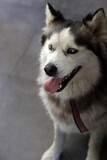 Fototapeta Psy - Alaskan Malamute dog with blue eyes and tongue out. Close up portrait of grey furry dog. Pet care concept. 