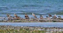 Flock Of Shorebirds(bar-tailed Gowit, Dunlin, Ruddy Turnstone And Grey Plover Or Black-bellied Plover)  Feeding On Seashore During Low Tide Period 