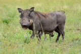 Fototapeta Sawanna - Warzenschwein (Phacochoerus africanus), Queen Elizabeth Nationalpark, Uganda, Afrika