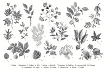 Leaves Of The Trees. Leafy. Set. Vector Vintage Illustration. Black And White