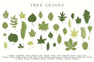 tree leaves. vector vintage illustration.
