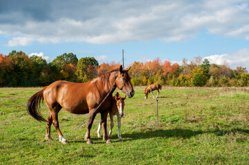 brown mare with foal in the mountains on a beautiful sunny day