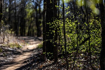 Sticker - Idyllic dirt path winds its way through a lush, green forest surrounded by tall trees