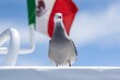 a seagull on top of a boat near the mexican flag