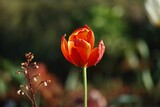 Fototapeta Tulipany - Closeup of a beautiful red tulip in a field