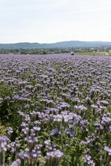 Sticker - a flower field full of purple flowers in front of hills