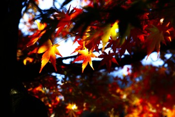 Closeup shot of lush bright orange autumn leaves on tree branches