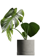 Side view of houseplant