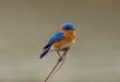 Eastern bluebird perched on a tree branch against a neutral, out-of-focus background