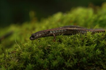 Canvas Print - Closeup on the head of a Hell Hollow slender salamander, Batrachoseps diabolicus