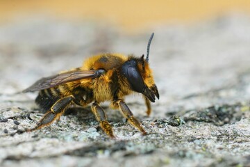 Canvas Print - Closeup of a fluffy brown female Willughby's leaf-cutter bee, megachile willughbiella