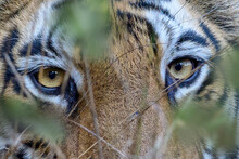 Eyes / Face Of Female Bengal Tiger (Panthera Tigris Tigris) Walking Through Tall Grassland. Bandhavgarh National Park, Madhya Pradesh, Central India. 