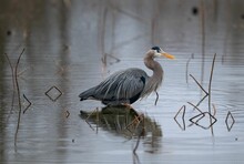 Gray Heron Bird Perched In A Tranquil Body Of Water Near Wild Reeds
