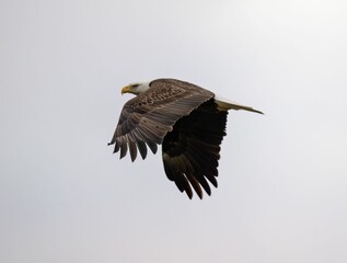 Sticker - Majestic bald eagle soaring through a bright blue sky, its wings outstretched