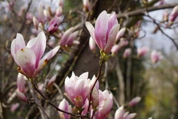 Sticker - Magnolia flowers on a tree branch in a peaceful wooded environment