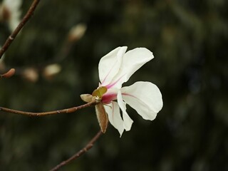 Sticker - Closeup of a beautiful Magnolia cylindrica flower on a branch