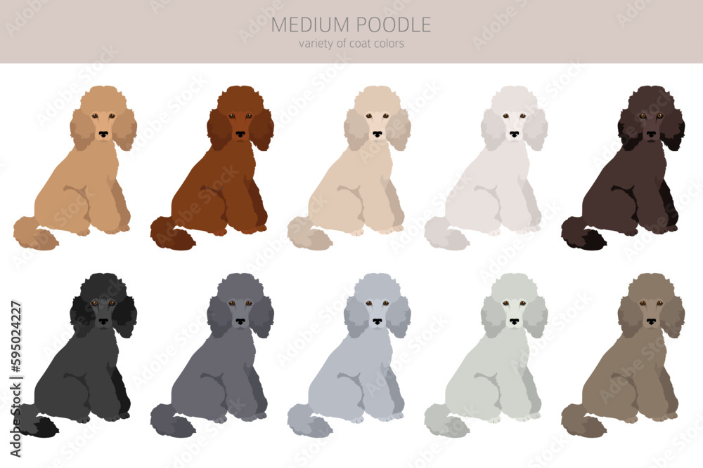 Moyen poodle, Medium poodle clipart. Different poses, coat colors