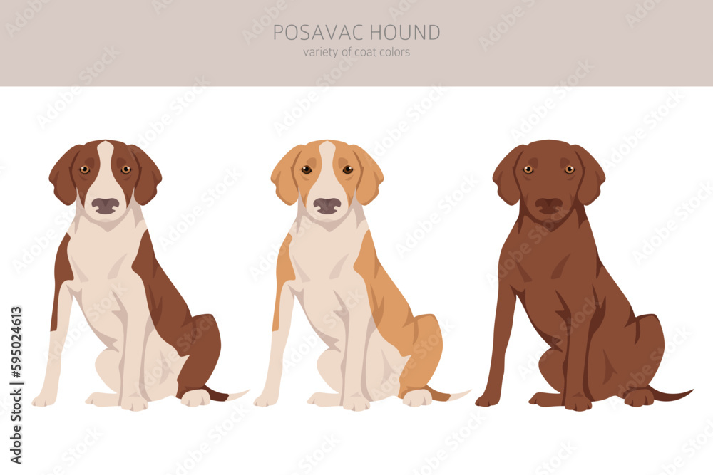 Posavac Hound clipart. All coat colors set.  All dog breeds characteristics infographic
