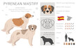 Pyrenean mastiff clipart. Different poses, coat colors set