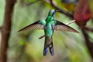 Canvas Print - Small Cuban emerald (Riccordia ricordii) bird in its natural habitat