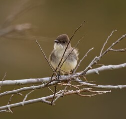 Canvas Print - Eastern phoebe bird perched on a branch of a tree