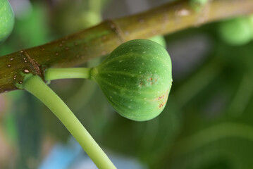 Wall Mural - Natural figs on a branch of a fig tree with beautiful green leaves.