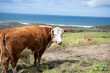 Cow and calf near the ocean