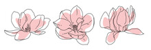 Magnolia Flower Blooming Outline. Hand Drawn Realistic Detailed Vector Illustration. Black And White Clipart.
