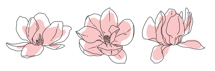 magnolia flower blooming outline. hand drawn realistic detailed vector illustration. black and white