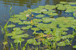 Water Lilies and Common Arrowhead Plants Growing On The Local Pond