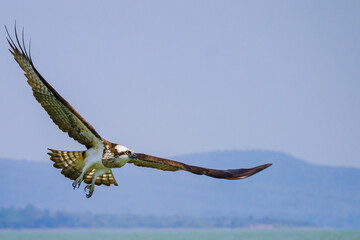 Osprey or sea hawk or  Pandion haliaetus flying with its wings wide open. This bird of prey is called fish eagle. Mainly lives near wetlands and lakes.