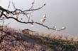 A landscape view of a small hut in the middle of a blooming apricot orchard in Saxon, Switzerland