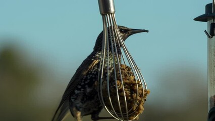 Wall Mural - Shallow focus of a starling (Sturnus vulgaris) feeding on a hanging fat ball