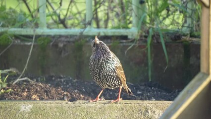 Wall Mural - Closeup of a cute starling (Sturnus vulgaris) bird walking on rusty stone ground