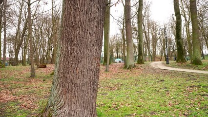 Poster - Low angle shot showing huge trees on grass ground in the countryside