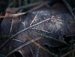 Brązowy liść pokryty szronem leżący na ziemi