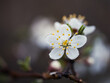 Białe, wiosenne kwiaty na dzikim krzewie owocowym