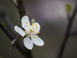 Pojedynczy biały, wiosenny kwiat na dzikim krzewie owocowym