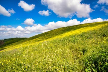 Sticker - Aerial view capturing a lush green field dotted with bright yellow flowers