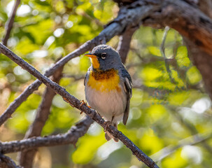 Canvas Print - Northern Parula