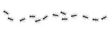 Fototapeta Tulipany - A line of worker ants marching in search of food.